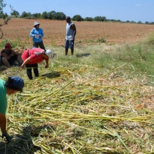 Κομοτηνή: Χυμό από ζαχαροκάλαμο σερβίρει η ΚοινΣΕπ Γενισέα
